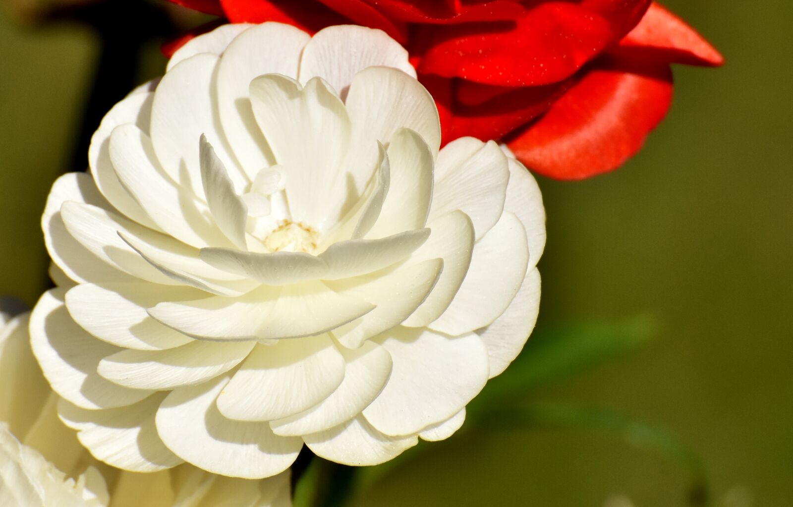 Nikon D7200 sample photo. Ranunculus, ranunculus flower, blossom photography