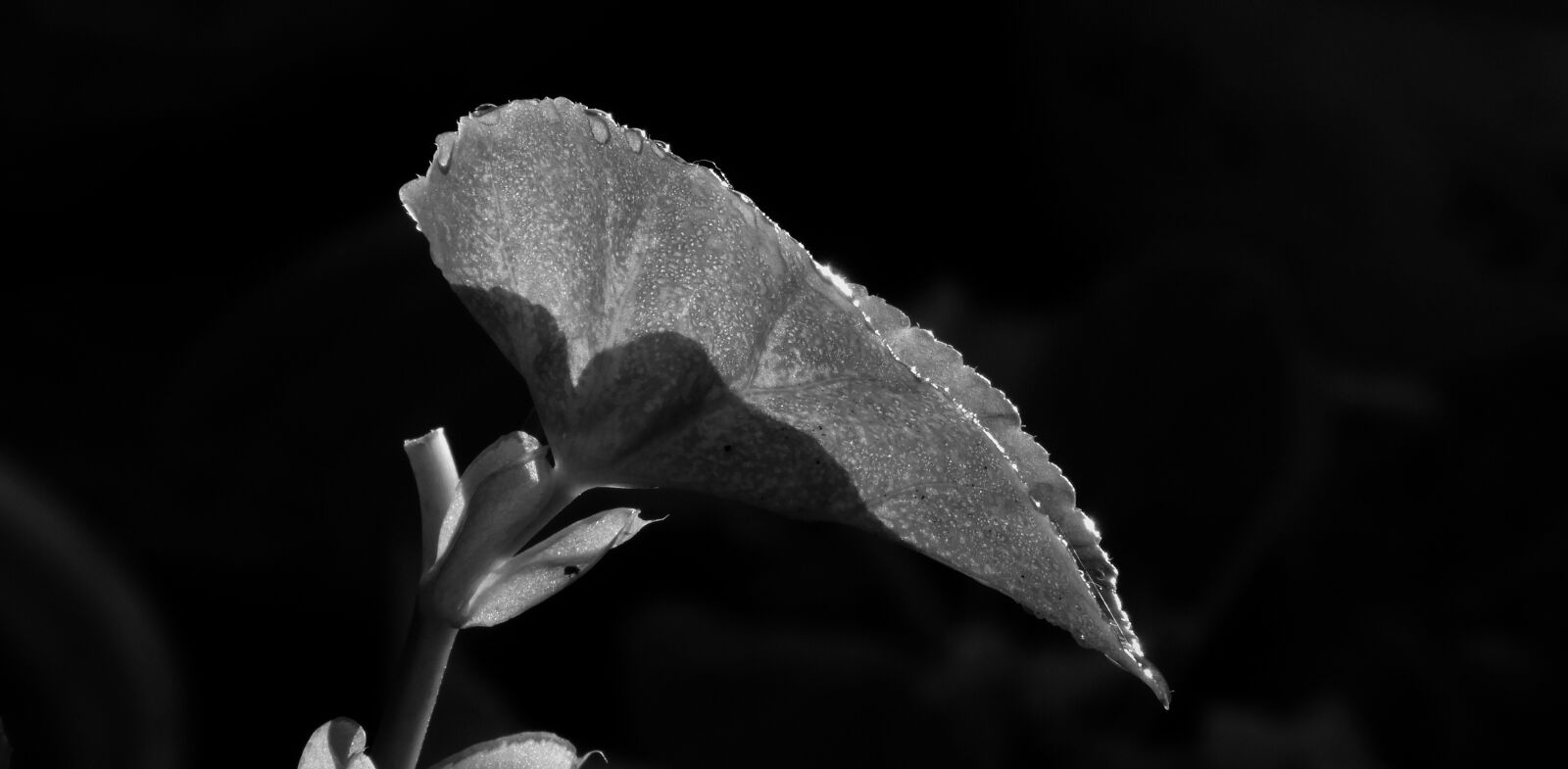 Nikon Coolpix B700 sample photo. Black and white, leaf photography