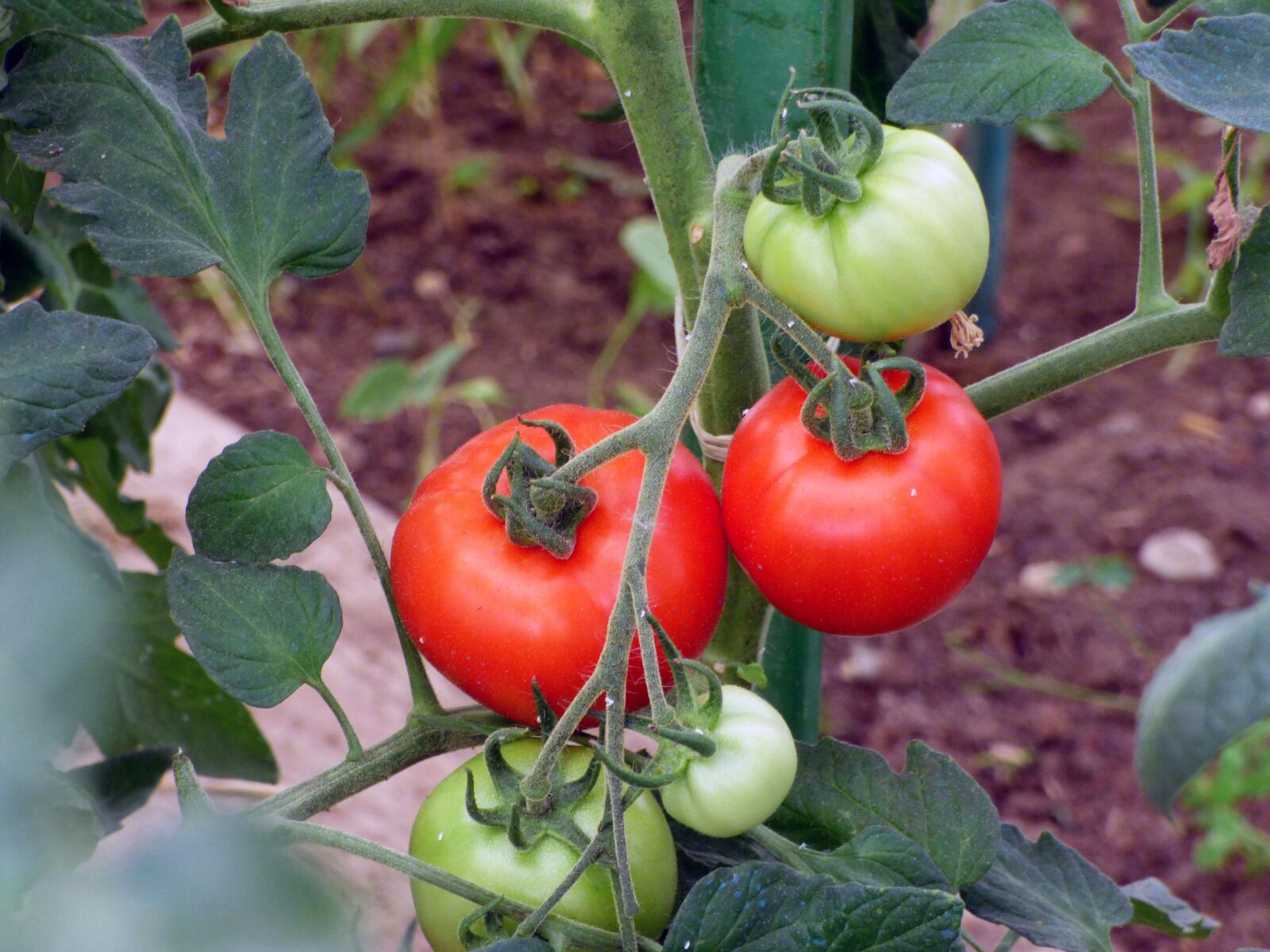 Panasonic DMC-FZ72 sample photo. Tomato, fruit, red photography