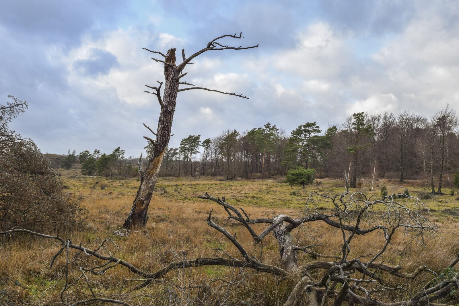 Nikon D3300 sample photo. Nature, landscape, moor photography