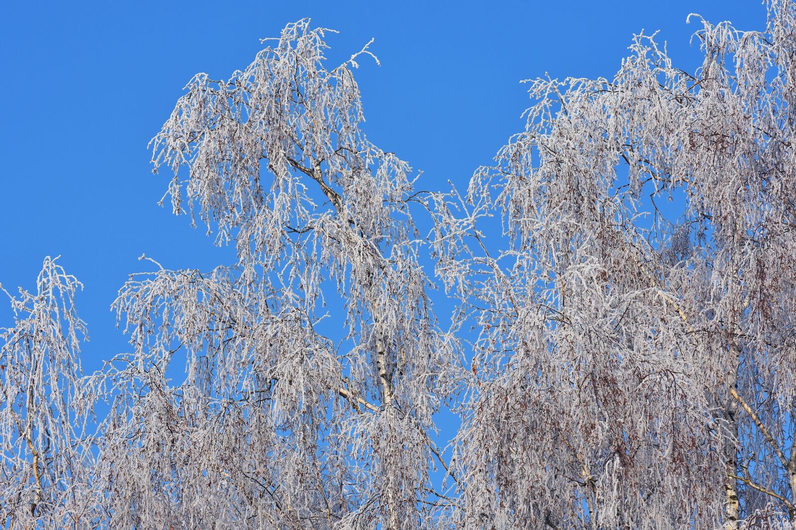 Nikon D7200 sample photo. Blue sky, tree, winter photography