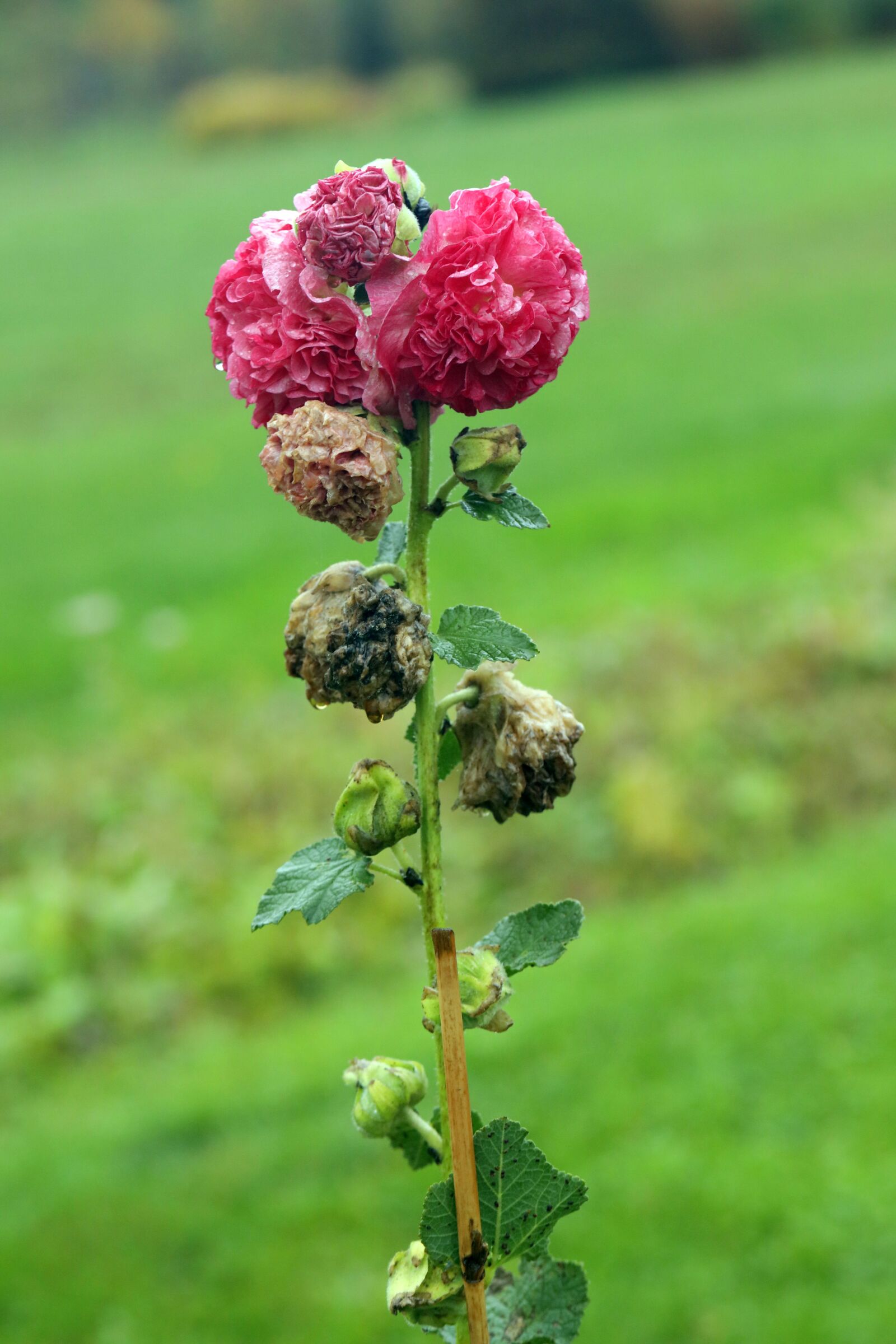 Canon EF 100mm F2.8L Macro IS USM sample photo. Rose, flower, nature photography