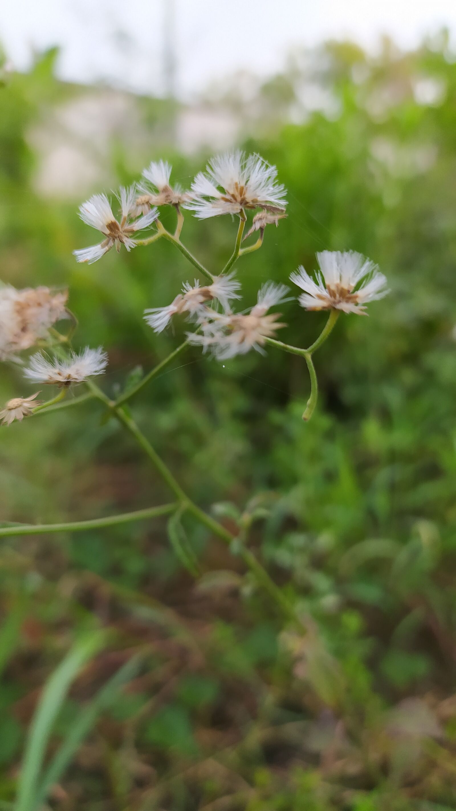Xiaomi Redmi Note 8 sample photo. Flowers, plant, shoots photography