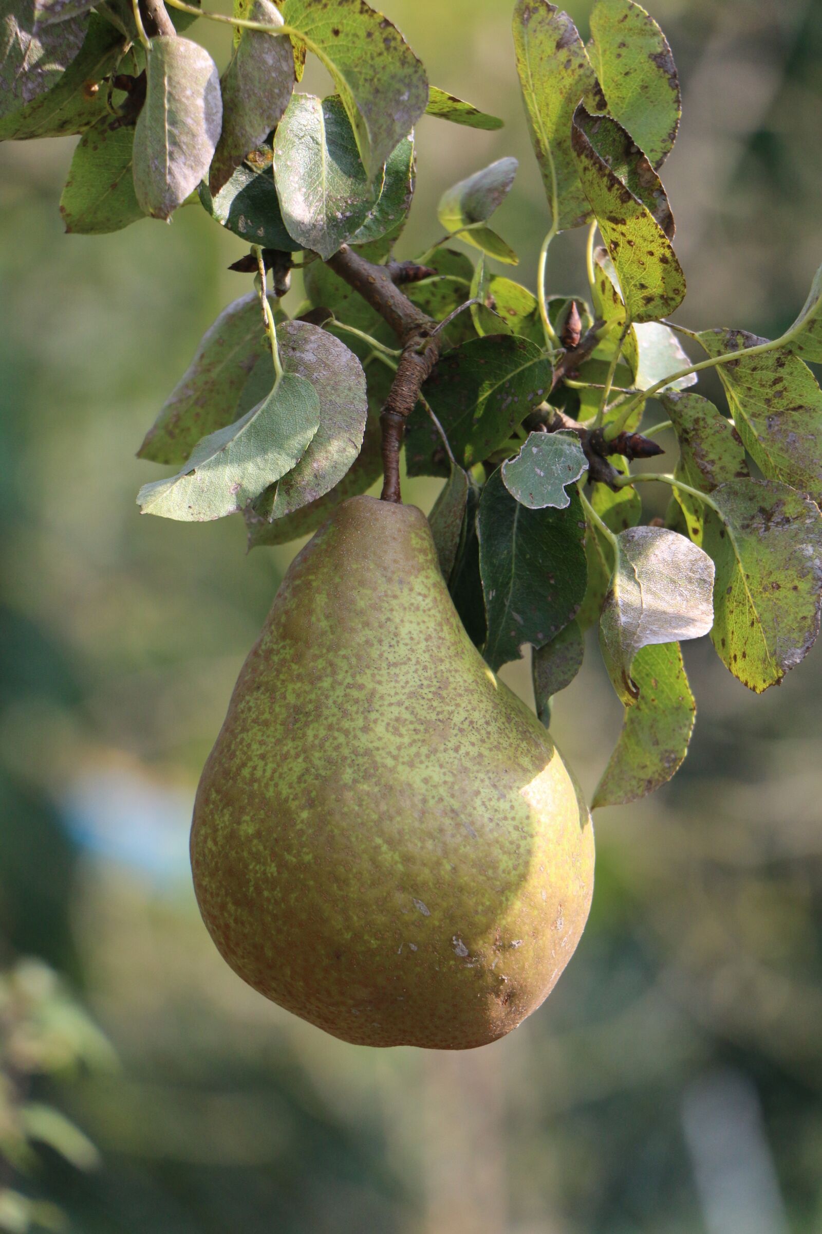 Canon EOS 70D sample photo. Pear, fruit, ripe photography