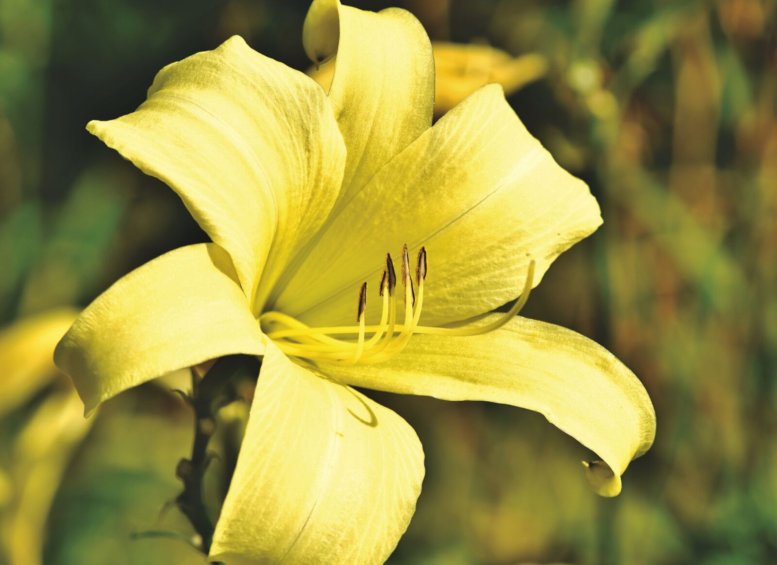 Nikon D7200 sample photo. Lily, blossom, bloom photography