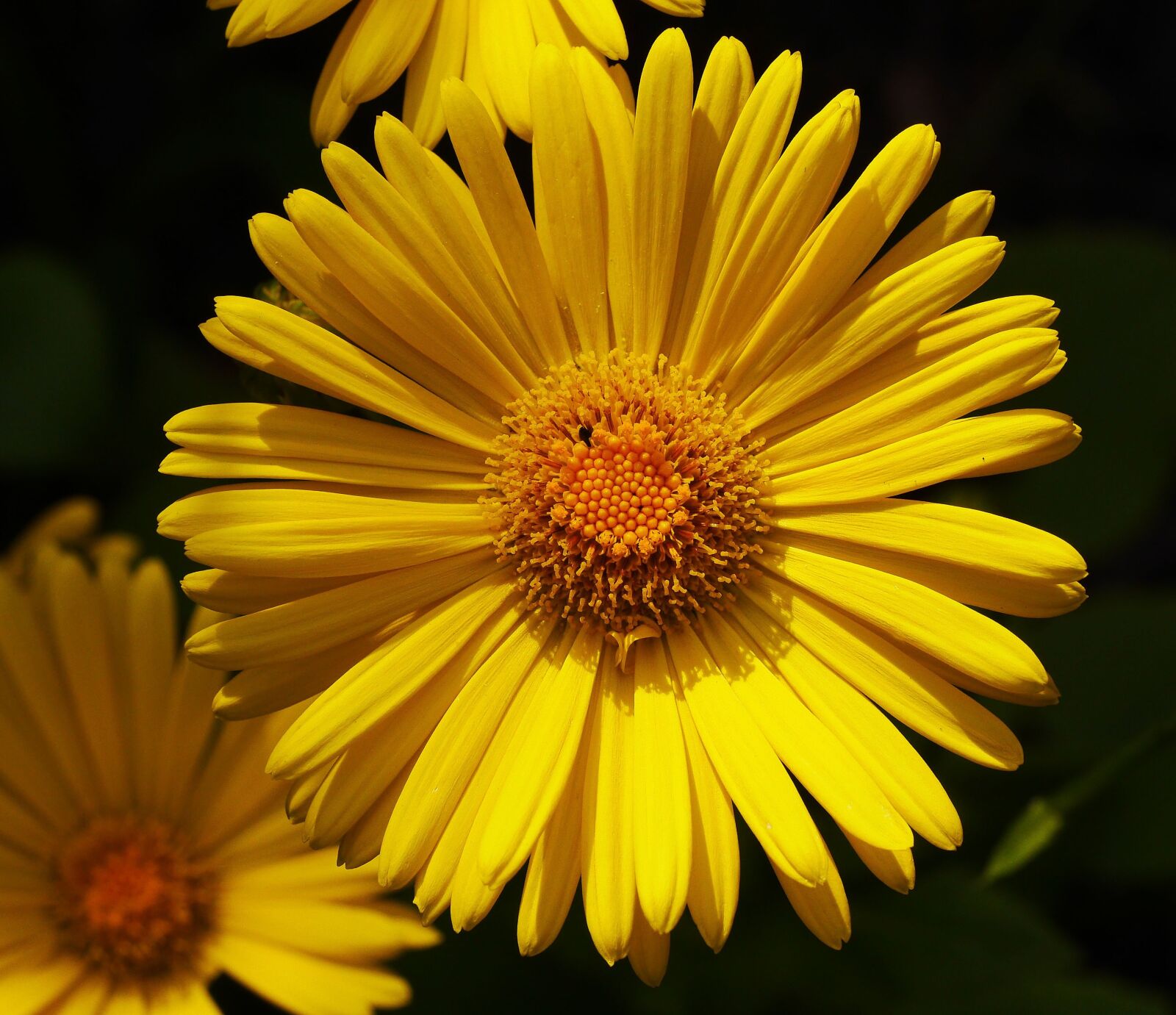Panasonic Lumix DMC-GH3 sample photo. G mswurz, early bloomer photography