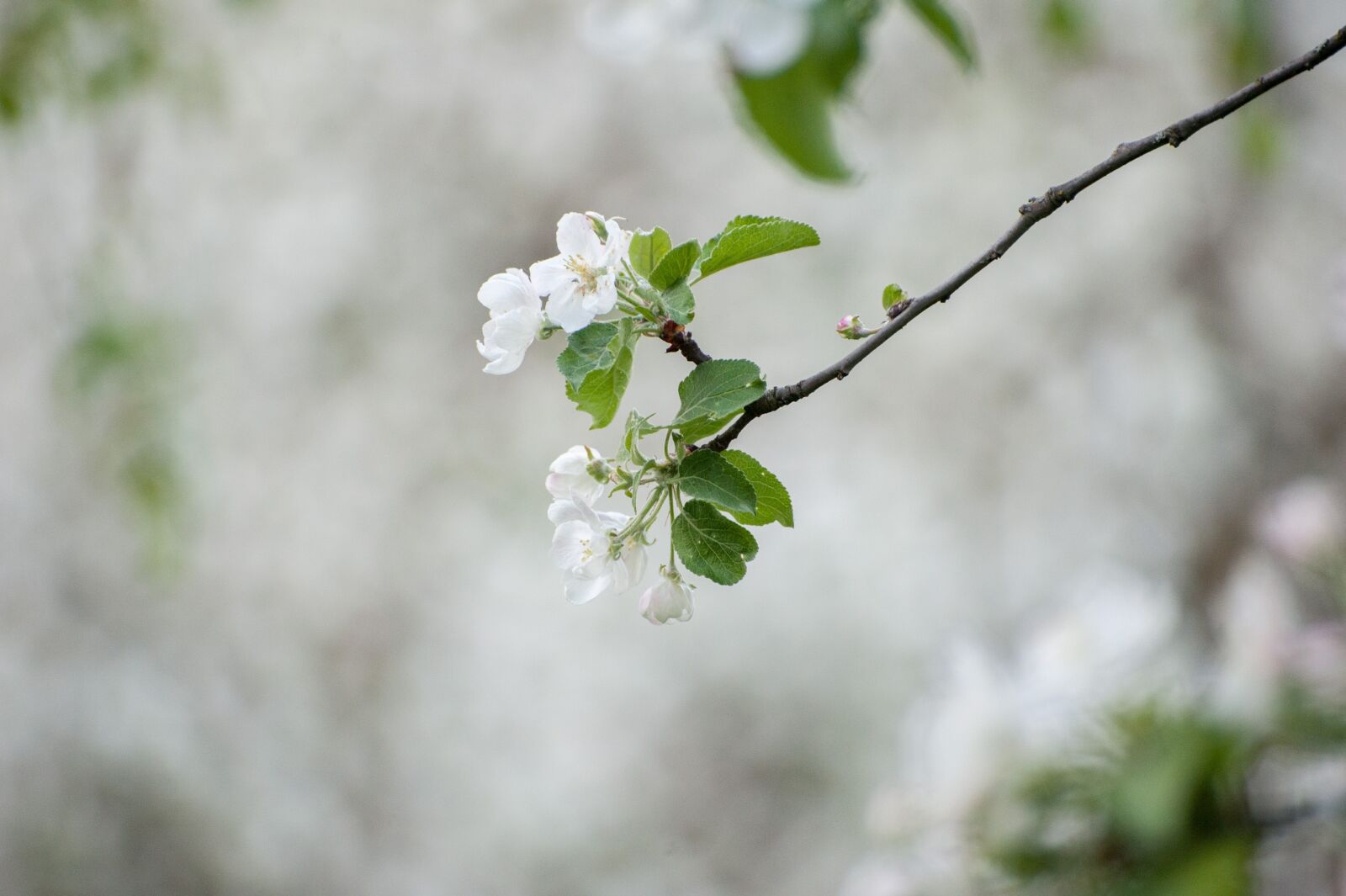 Nikon D700 sample photo. Spring, white flowers, may photography