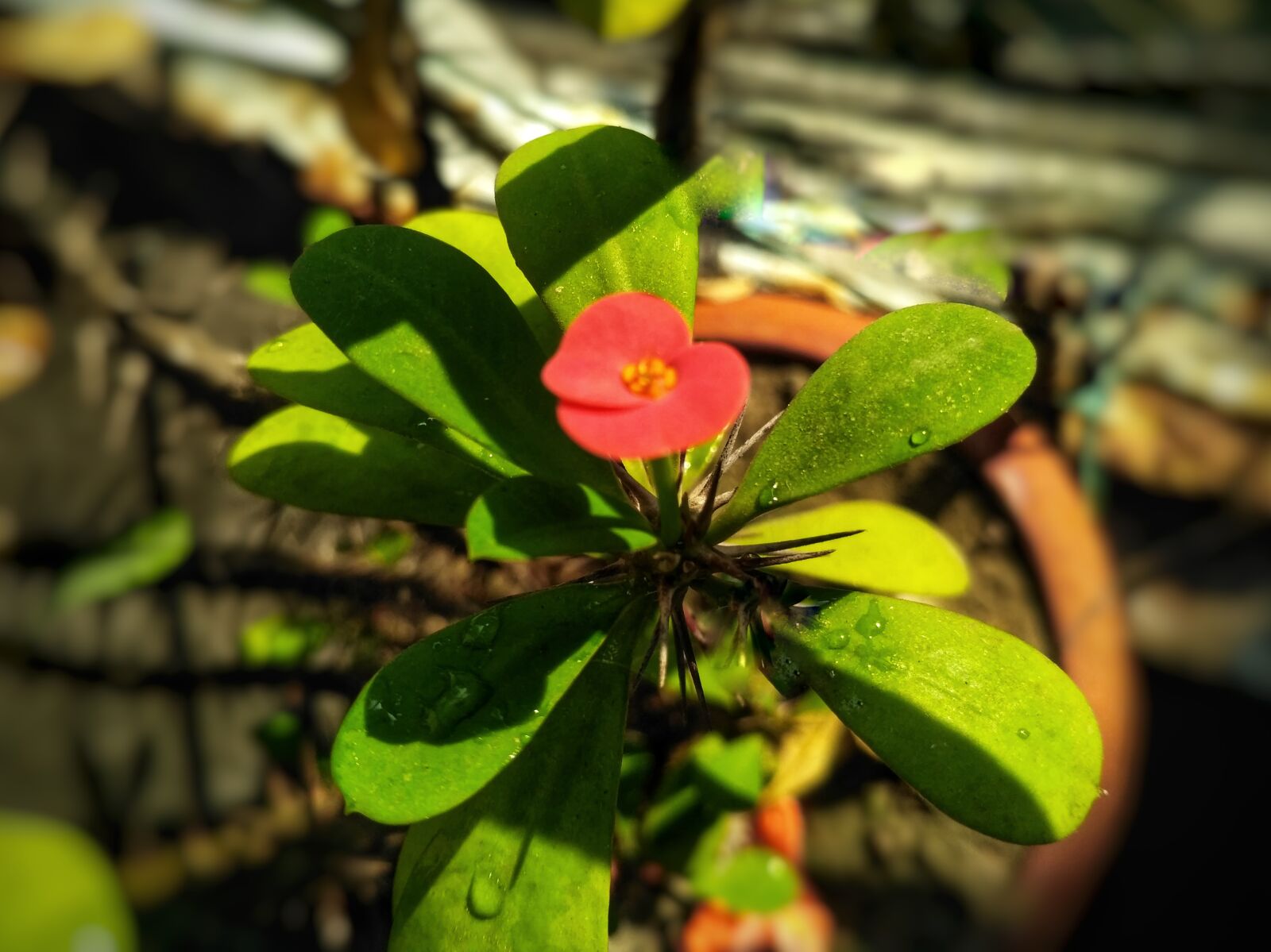 Xiaomi Redmi 3S sample photo. Bokeh, cactus, flower, green photography