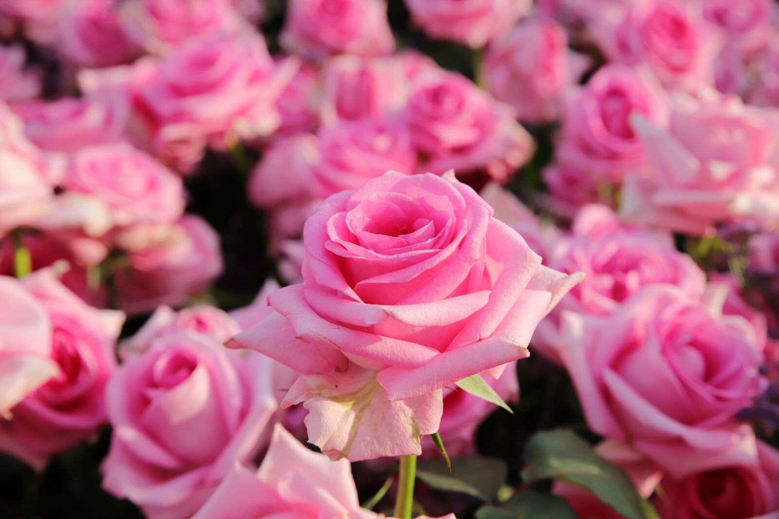 Canon EOS 6D Mark II sample photo. Rose, petal, flowers photography