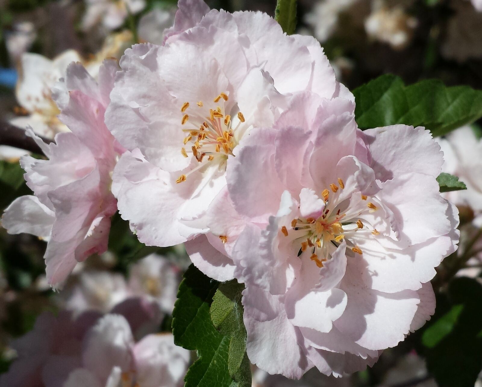 Samsung Galaxy S4 sample photo. Blossom, pink flowers, spring photography