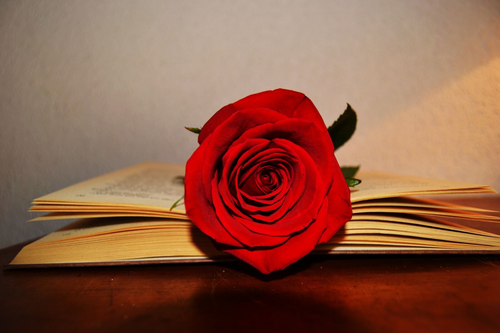 Nikon D3100 sample photo. Book, rose, rose red photography