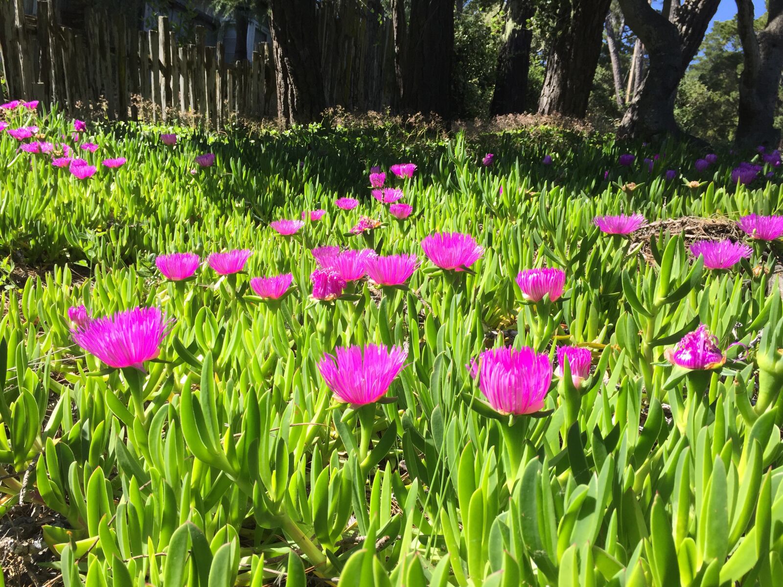 iPhone 6 back camera 4.15mm f/2.2 sample photo. Flowers, garden, blossom photography