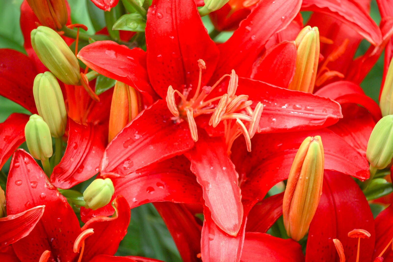 Canon EOS 700D (EOS Rebel T5i / EOS Kiss X7i) sample photo. Flowers, red, yellow photography