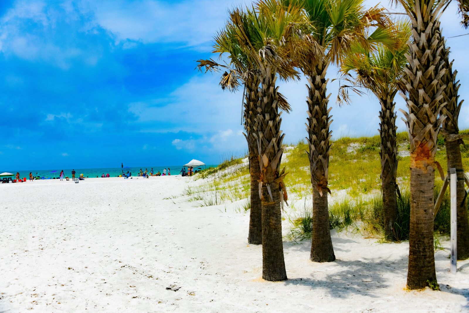Nikon D850 sample photo. Clearwater beach, palm tree photography