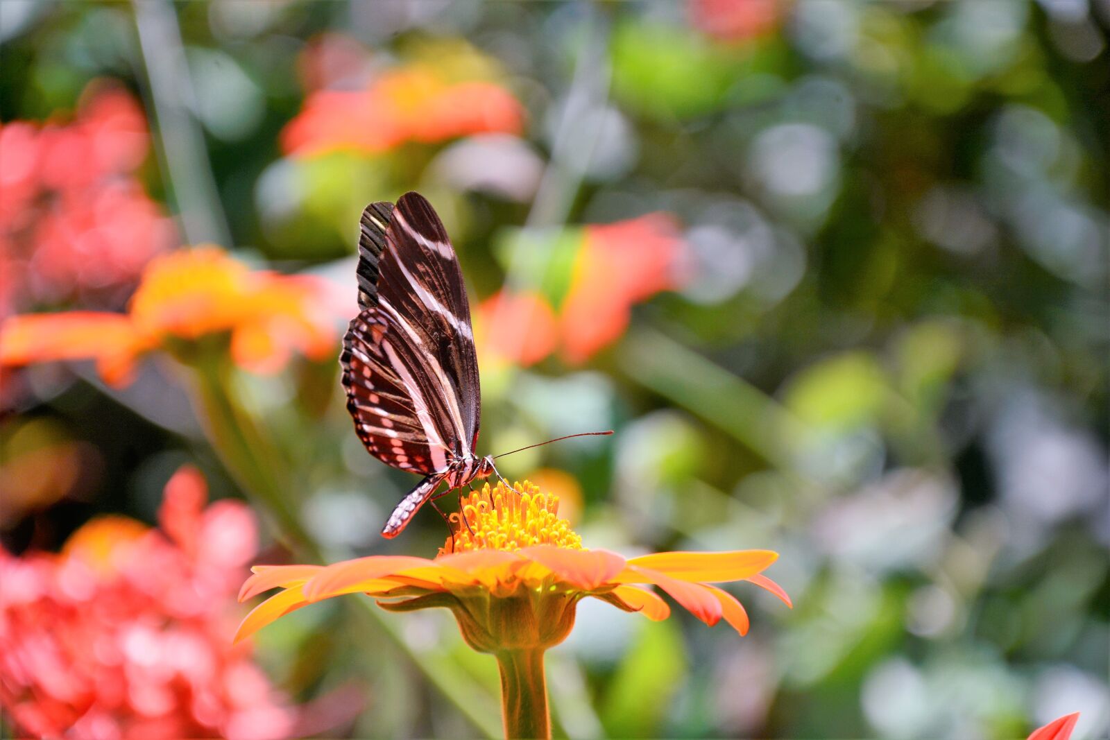 Nikon D7100 sample photo. Butterfly, tropical, colorful photography