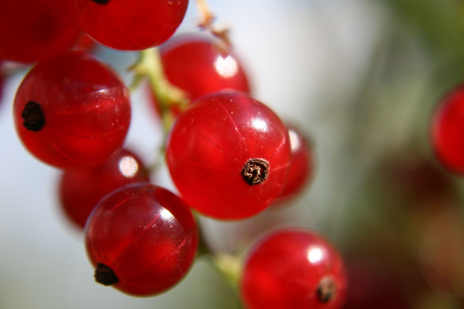 Canon EOS 400D (EOS Digital Rebel XTi / EOS Kiss Digital X) sample photo. Currant, fruit, nature photography