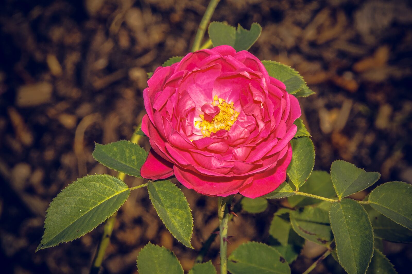 Sony ILCA-77M2 sample photo. Rose, blossom, bloom photography