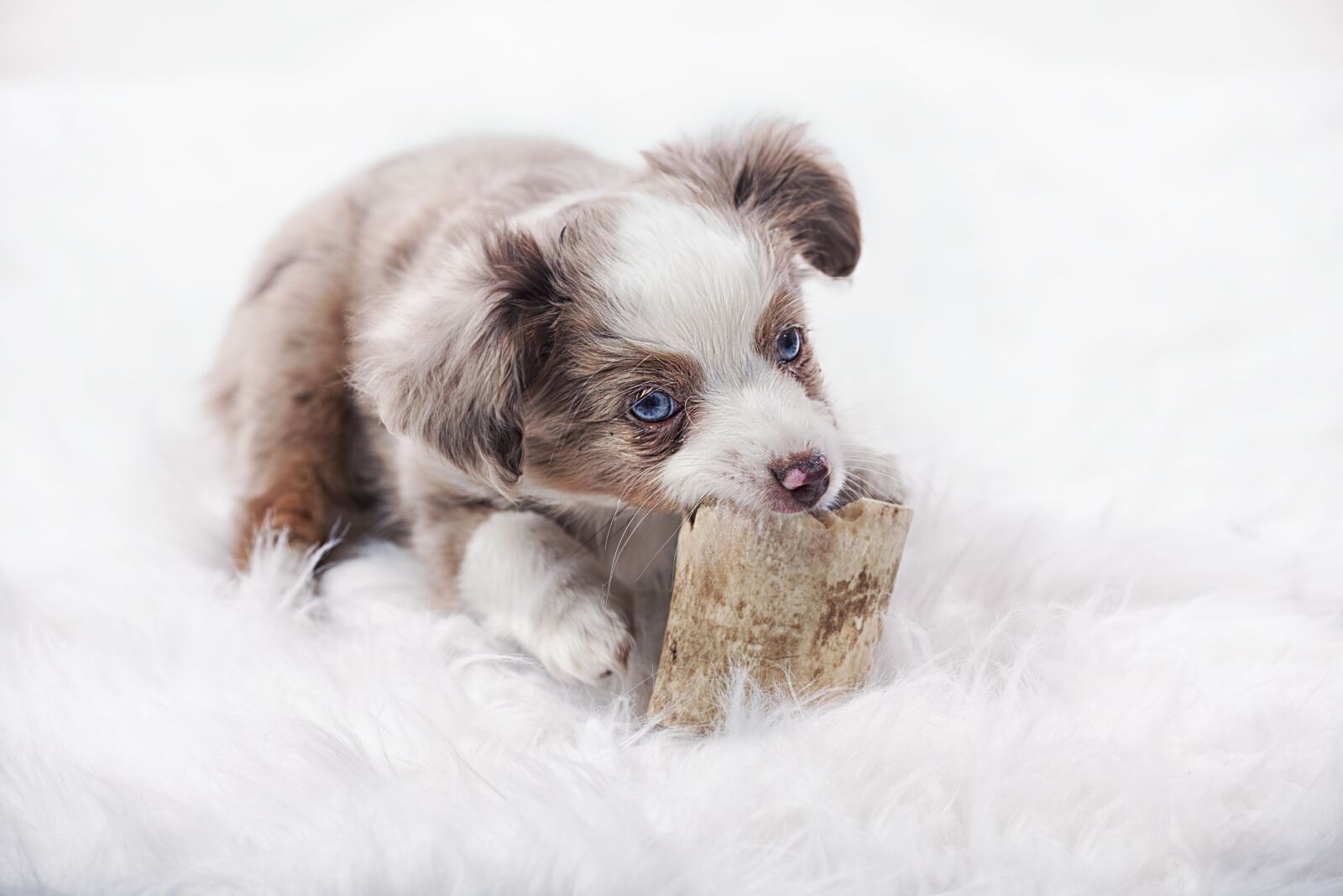 Canon EOS 5D Mark II sample photo. Dog, mammals, cute photography