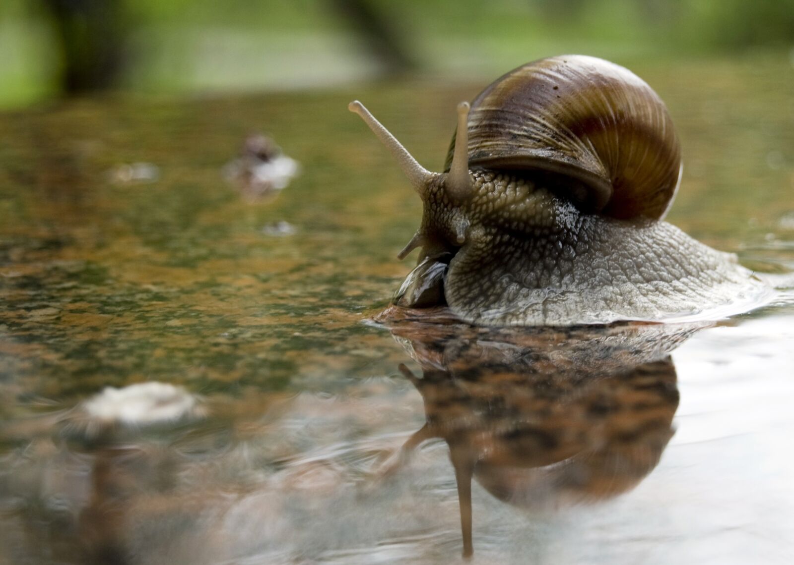 Nikon D60 sample photo. Shell, love for animals photography