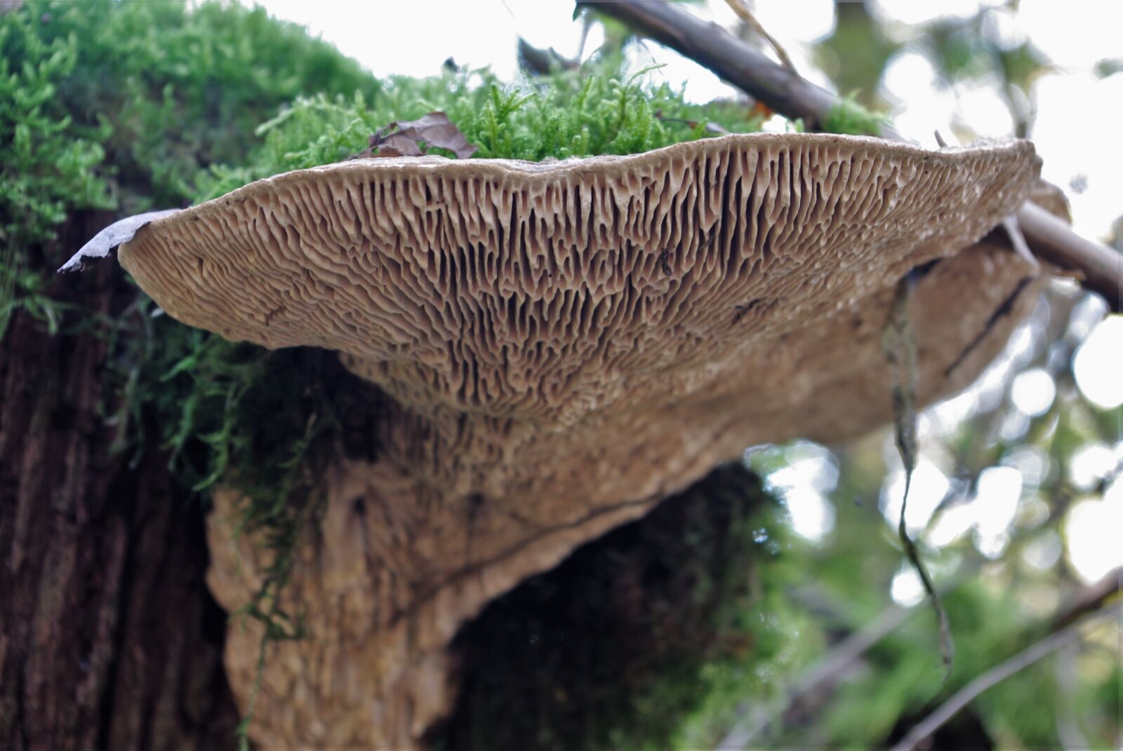 Pentax K-m (K2000) sample photo. Mushroom, tree fungus, forest photography