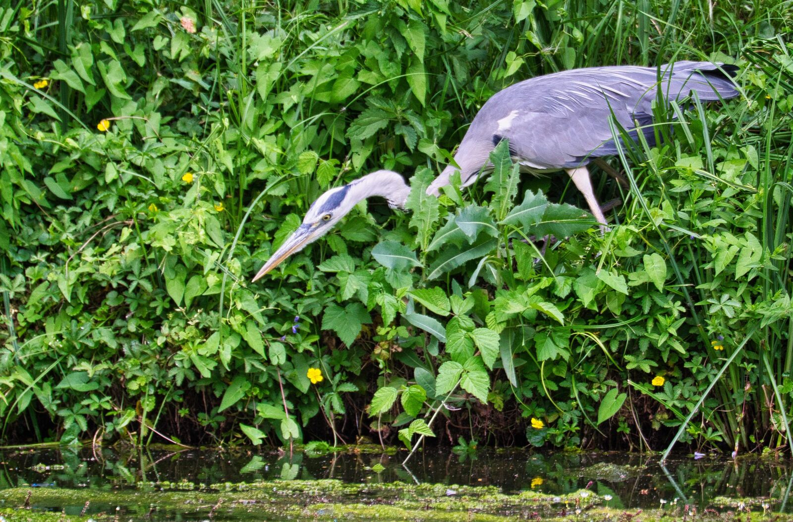 Nikon D5300 sample photo. Nature, animal world, bird photography
