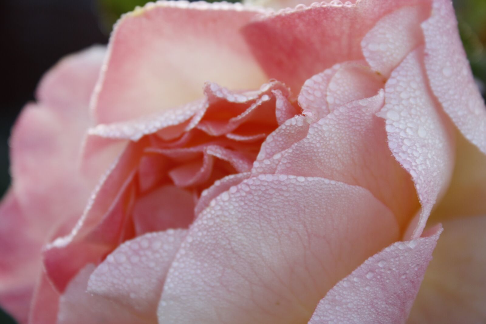 Canon EOS 1000D (EOS Digital Rebel XS / EOS Kiss F) sample photo. Peony, rose, pretty photography
