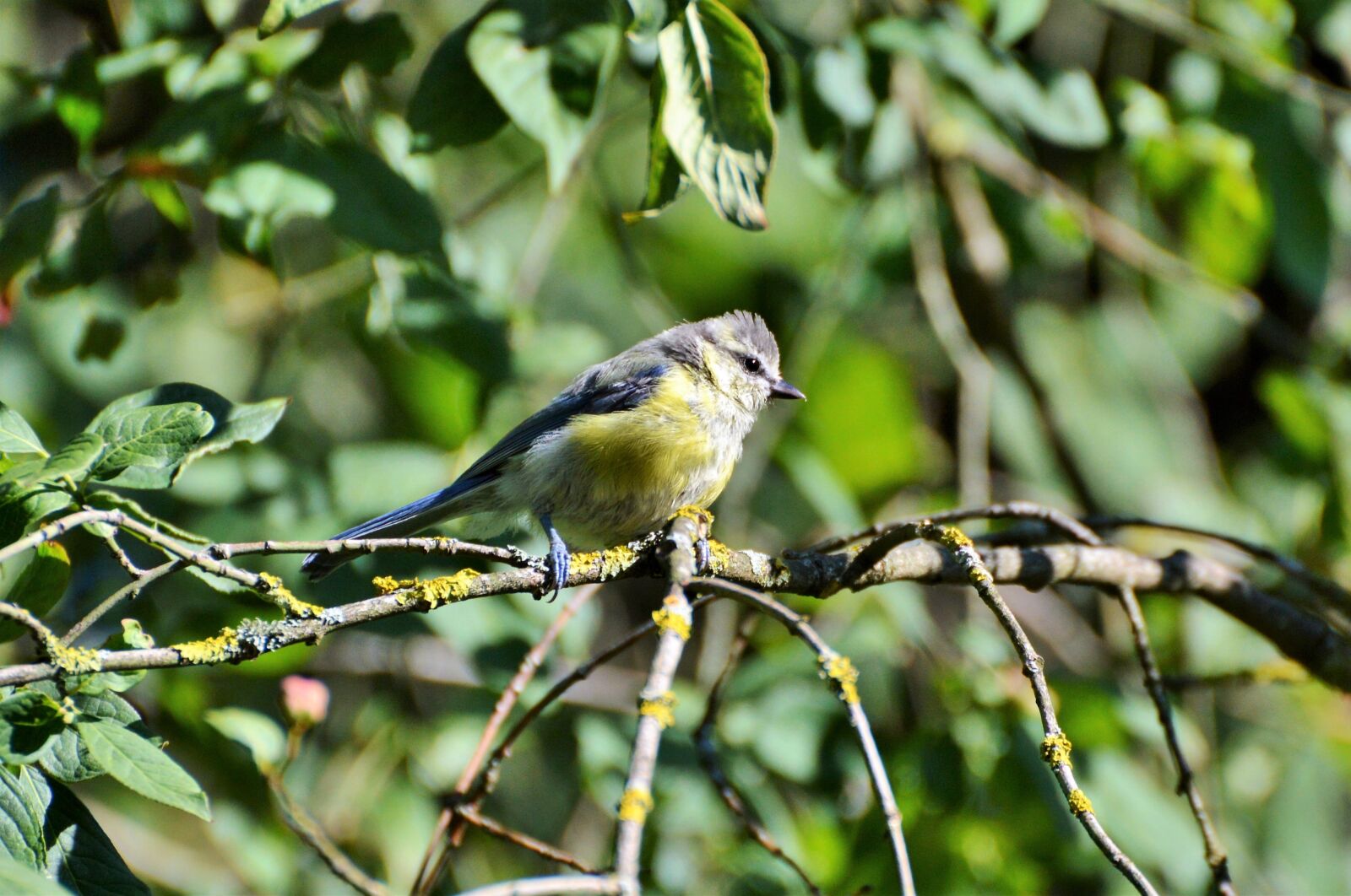 Nikon D3200 sample photo. Blue tit, tit, bird photography