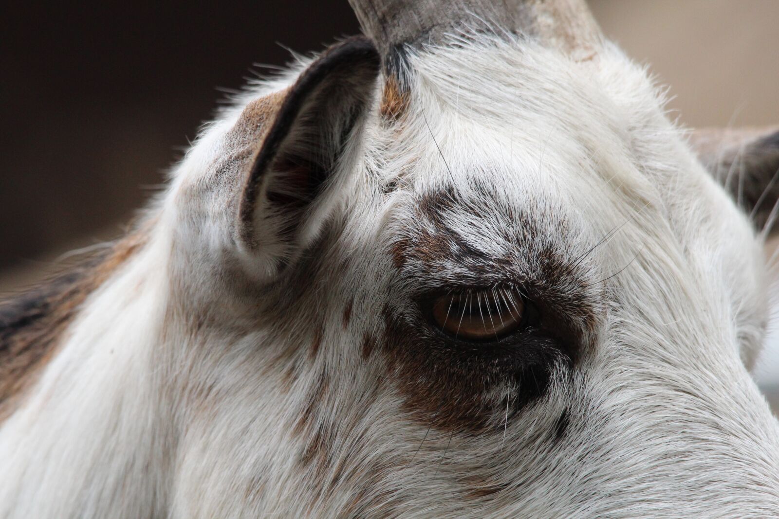 Canon EOS 600D (Rebel EOS T3i / EOS Kiss X5) sample photo. Goat, eye, animal photography