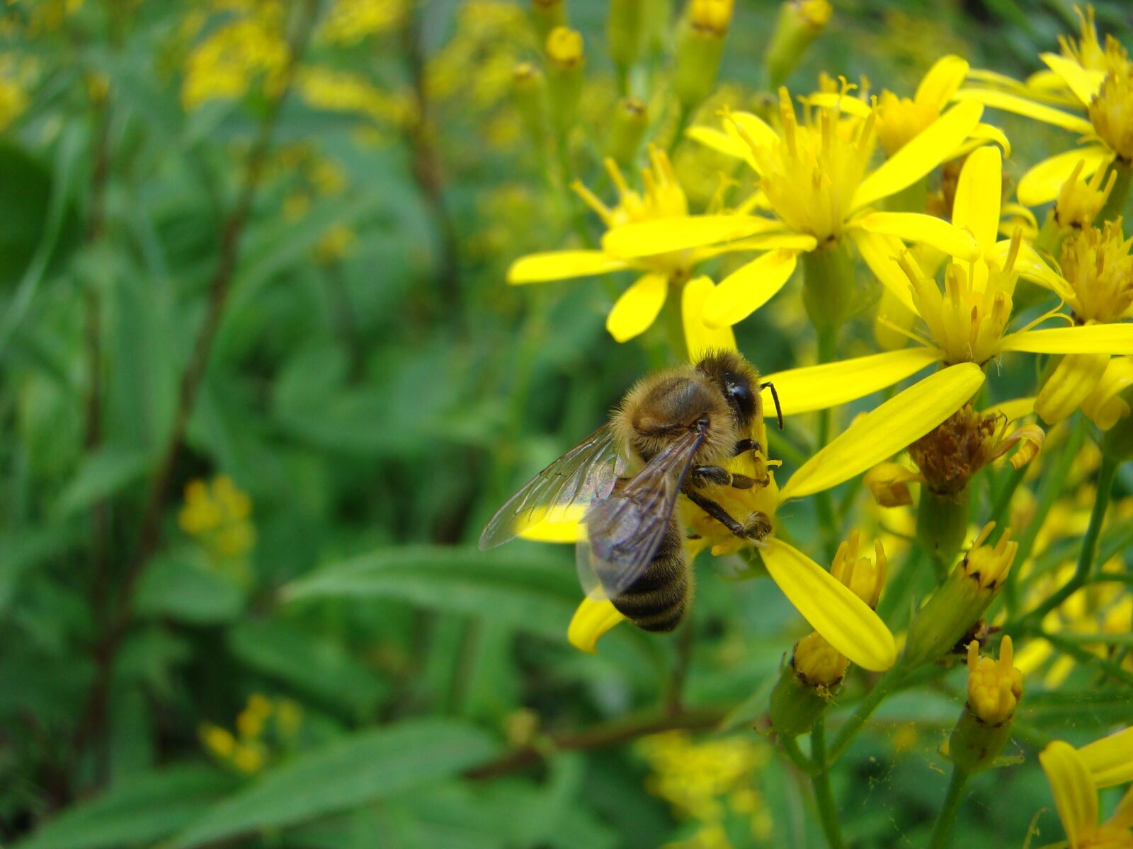 Sony DSC-H9 sample photo. Bee, pollination, flower photography