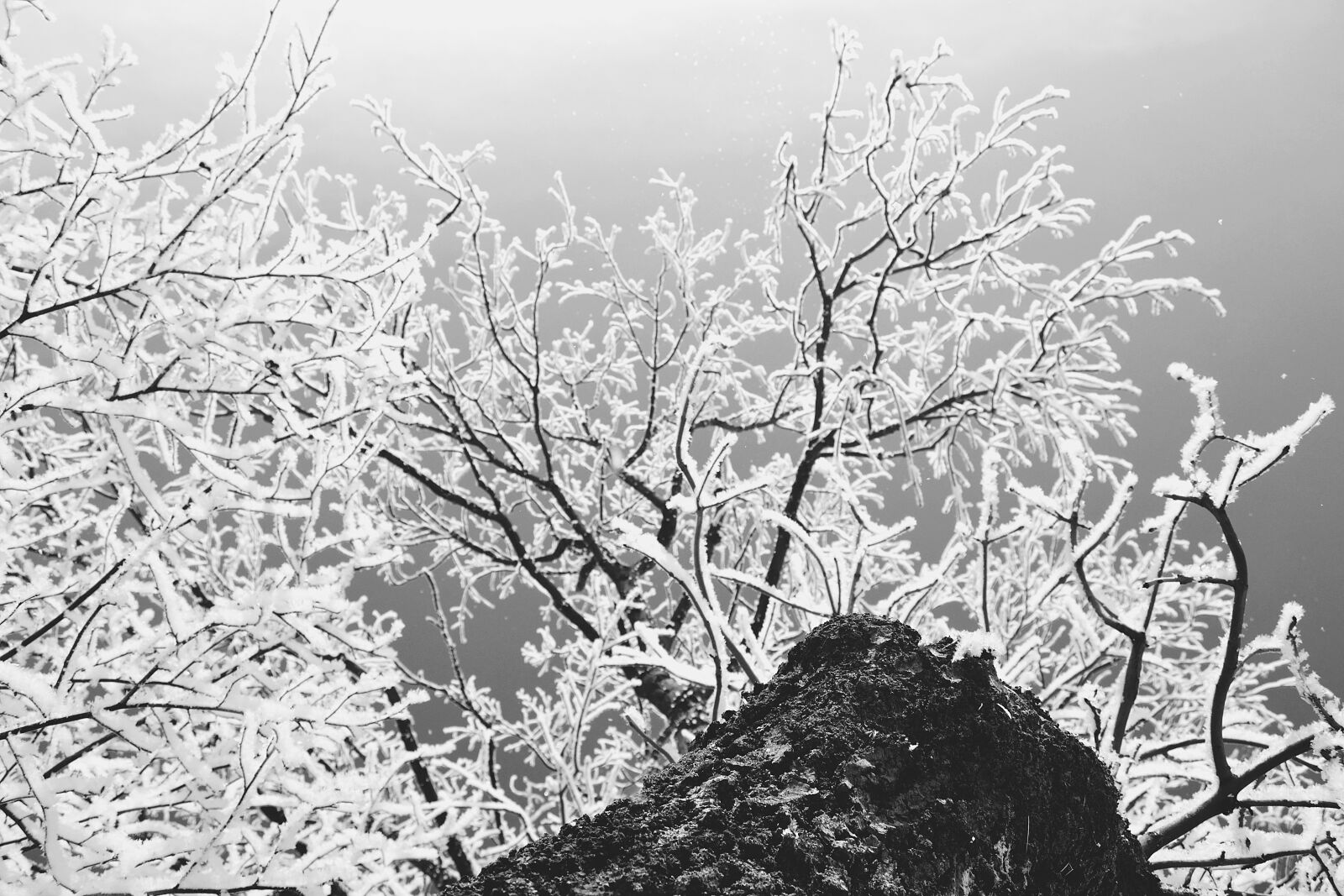 Nikon D3100 sample photo. Nature, black, white photography