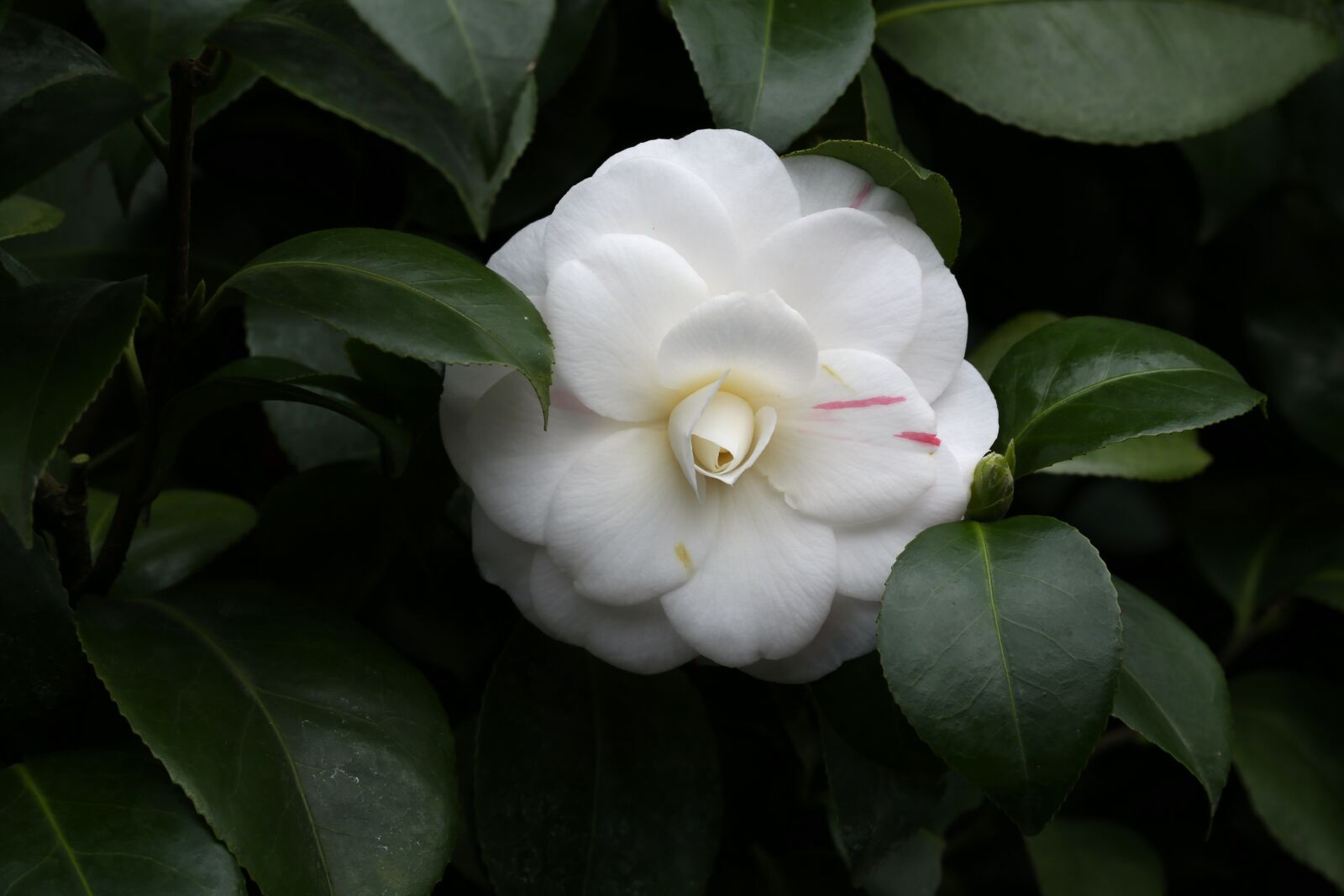Canon EF 100mm F2.8L Macro IS USM sample photo. Flowers, camellia, rajec jestrebi photography