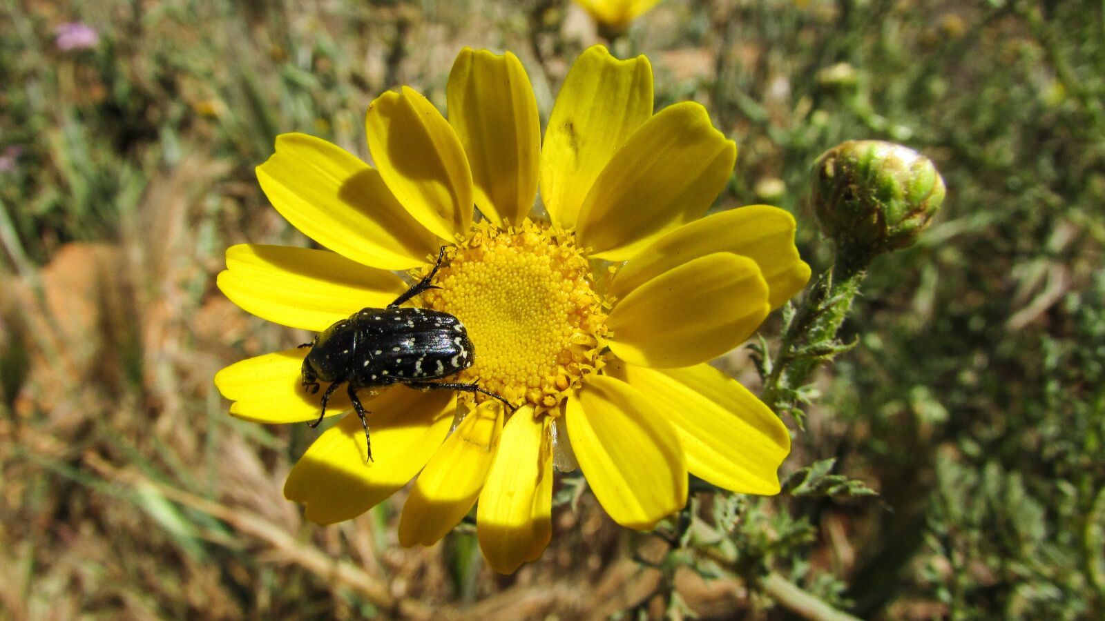 Canon PowerShot SX400 IS sample photo. Beetle, insect, animal photography