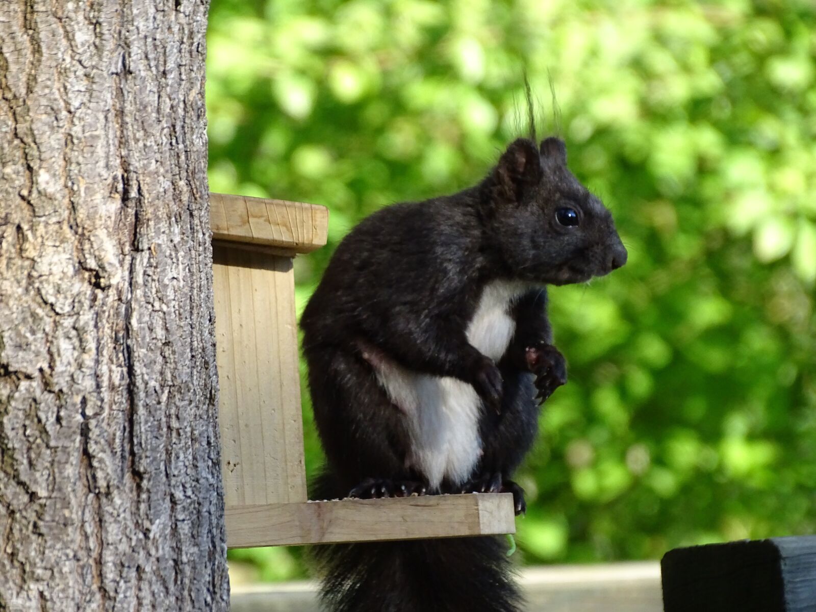 Sony Cyber-shot DSC-HX350 sample photo. Squirrel, croissant, rodent photography