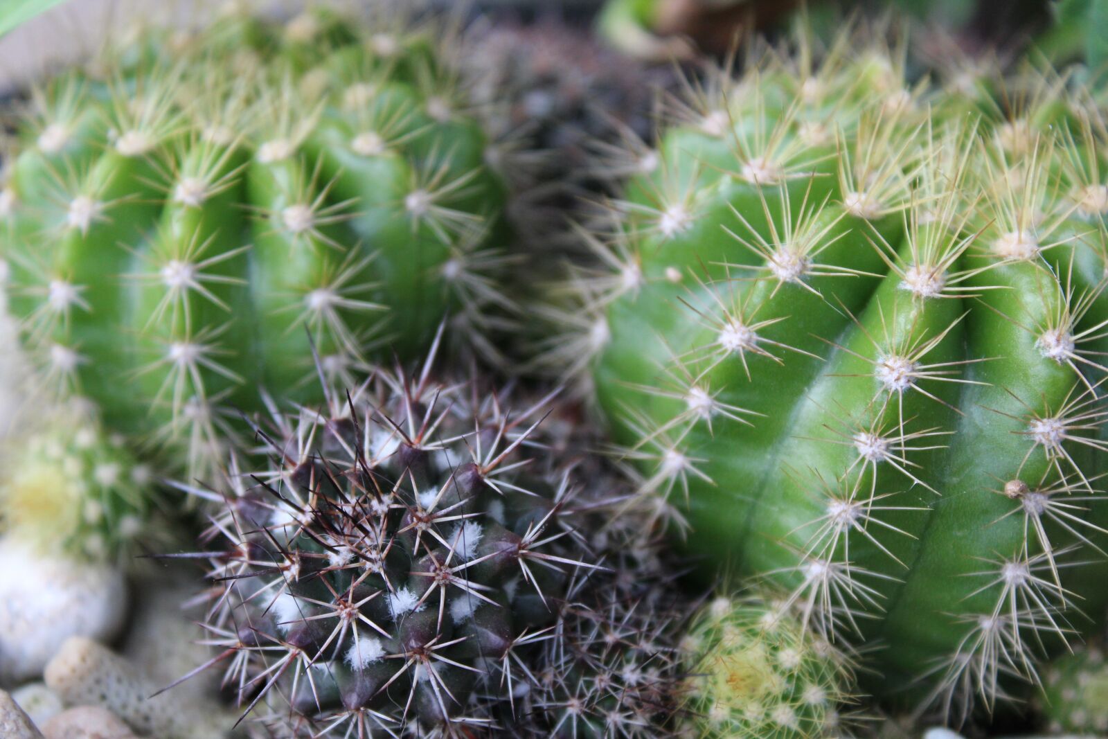Canon EOS 1200D (EOS Rebel T5 / EOS Kiss X70 / EOS Hi) sample photo. Cactus, plant, plants photography