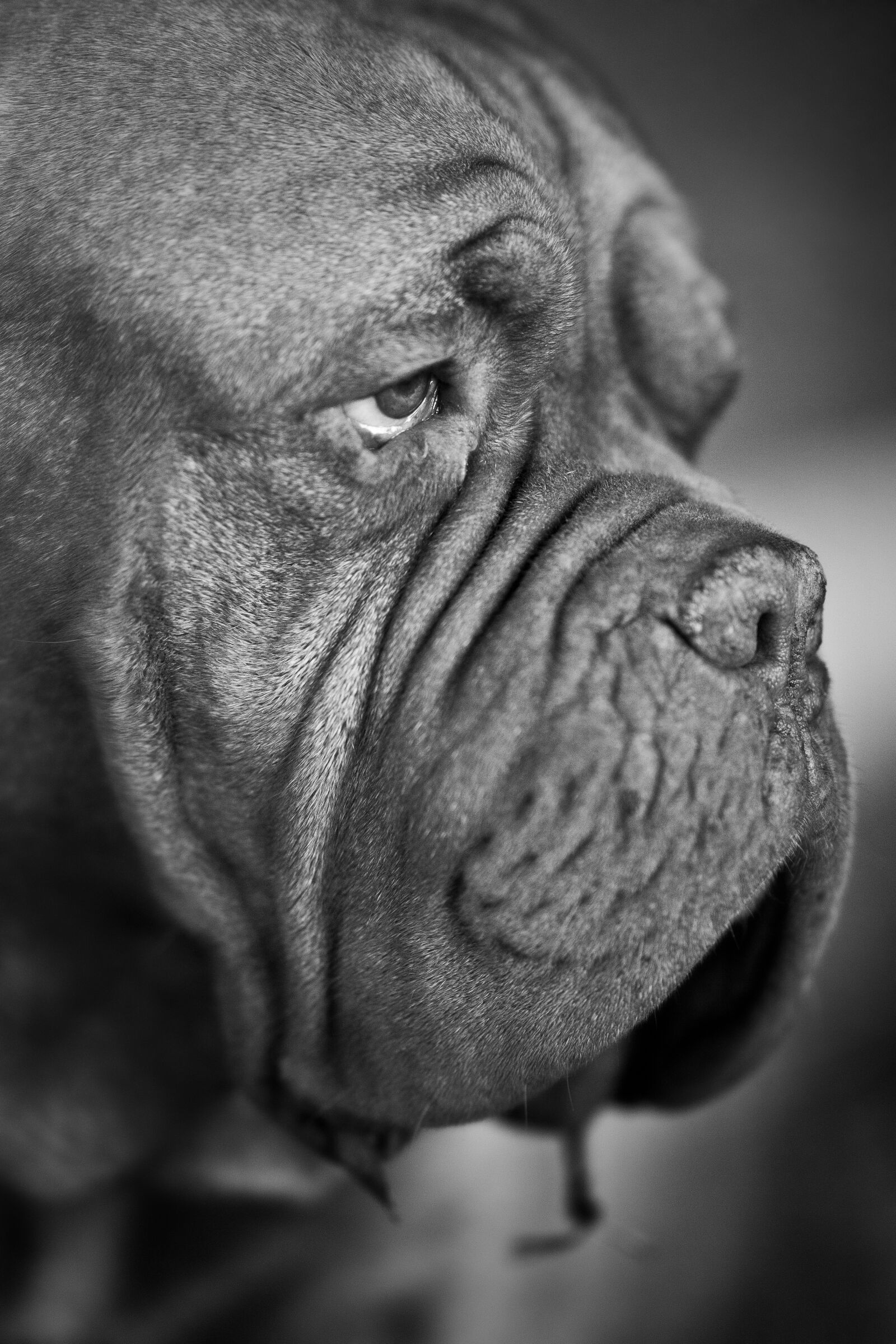 Sony Sonnar T* 135mm F1.8 ZA sample photo. Dog, face, portrait photography
