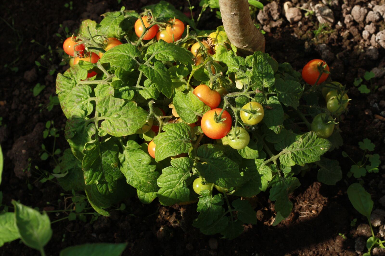 Canon EOS 450D (EOS Rebel XSi / EOS Kiss X2) sample photo. Tomato, garden, tomatoes photography
