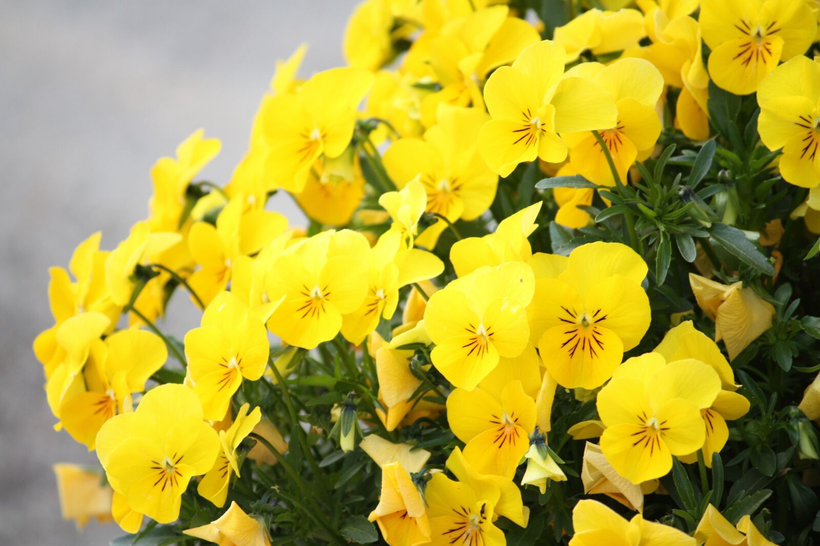 Canon EOS 450D (EOS Rebel XSi / EOS Kiss X2) sample photo. Spring, flowers, yellow photography
