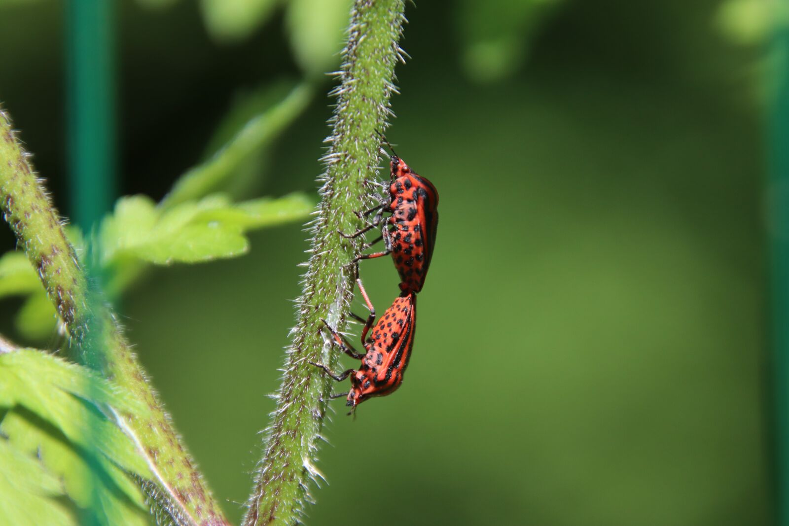 Canon EOS 800D (EOS Rebel T7i / EOS Kiss X9i) sample photo. Insects, bugs, red and photography