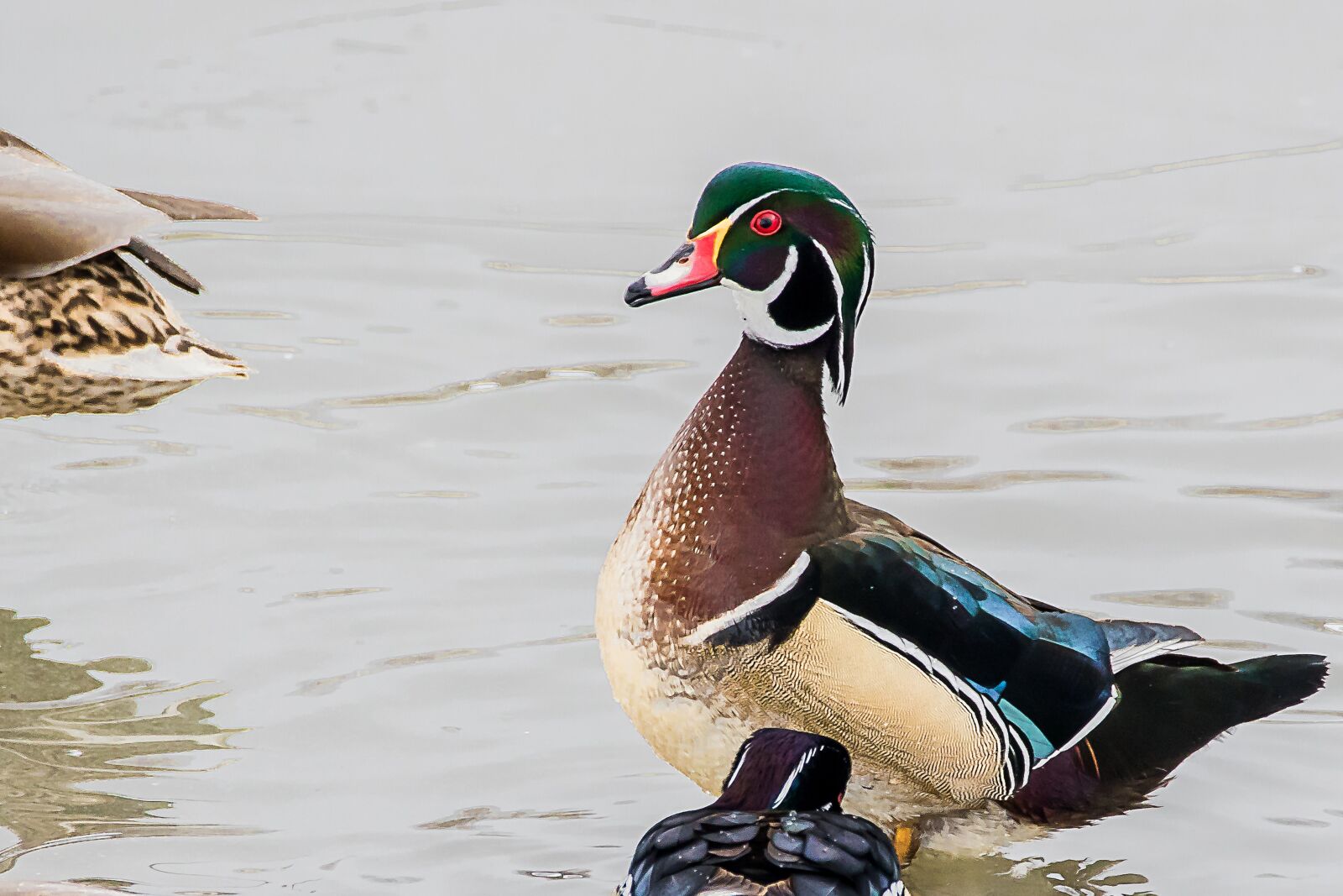 Canon EOS 7D Mark II sample photo. Duck, nature, wood duck photography