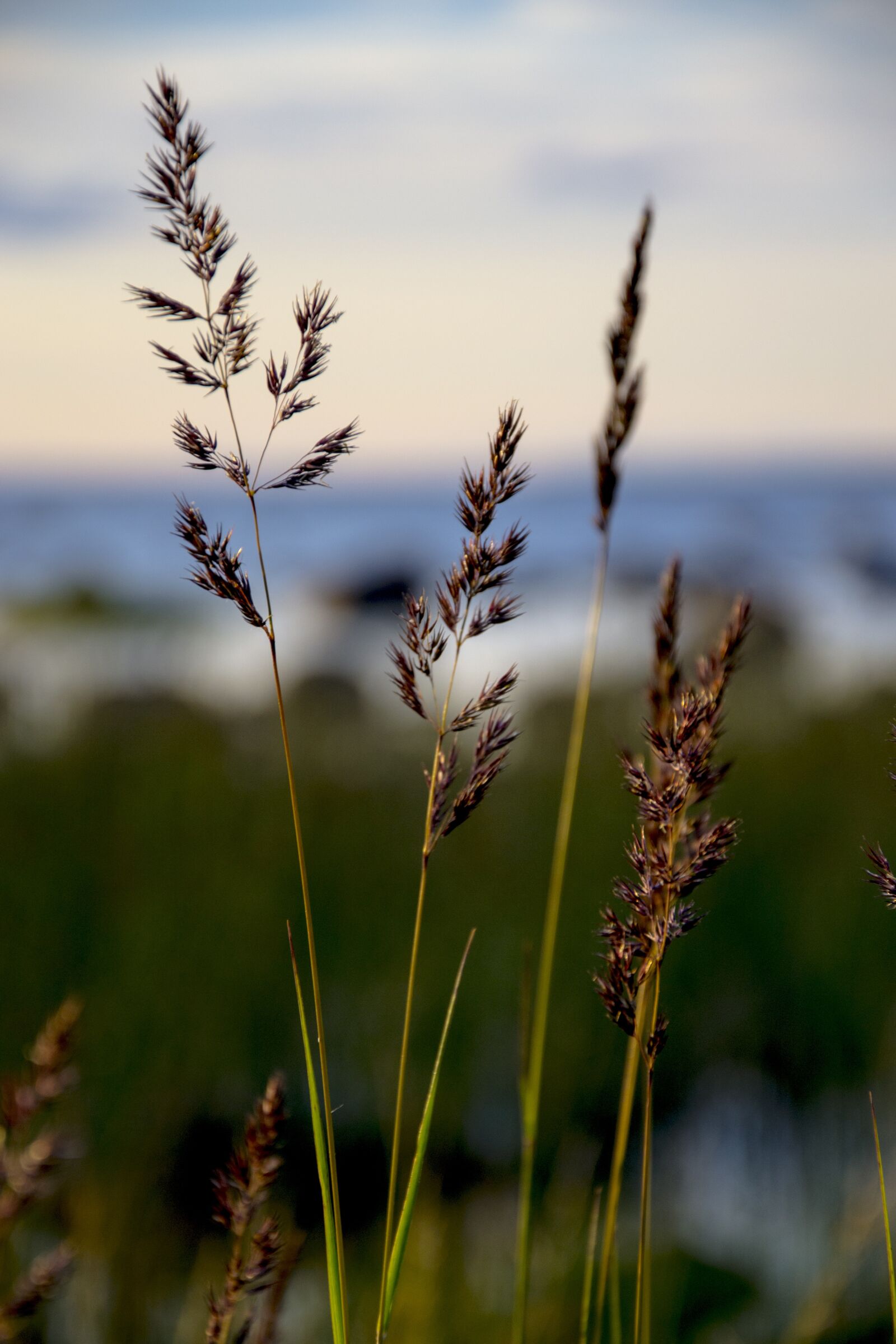 Nikon D3100 sample photo. Nature, view, landscape photography