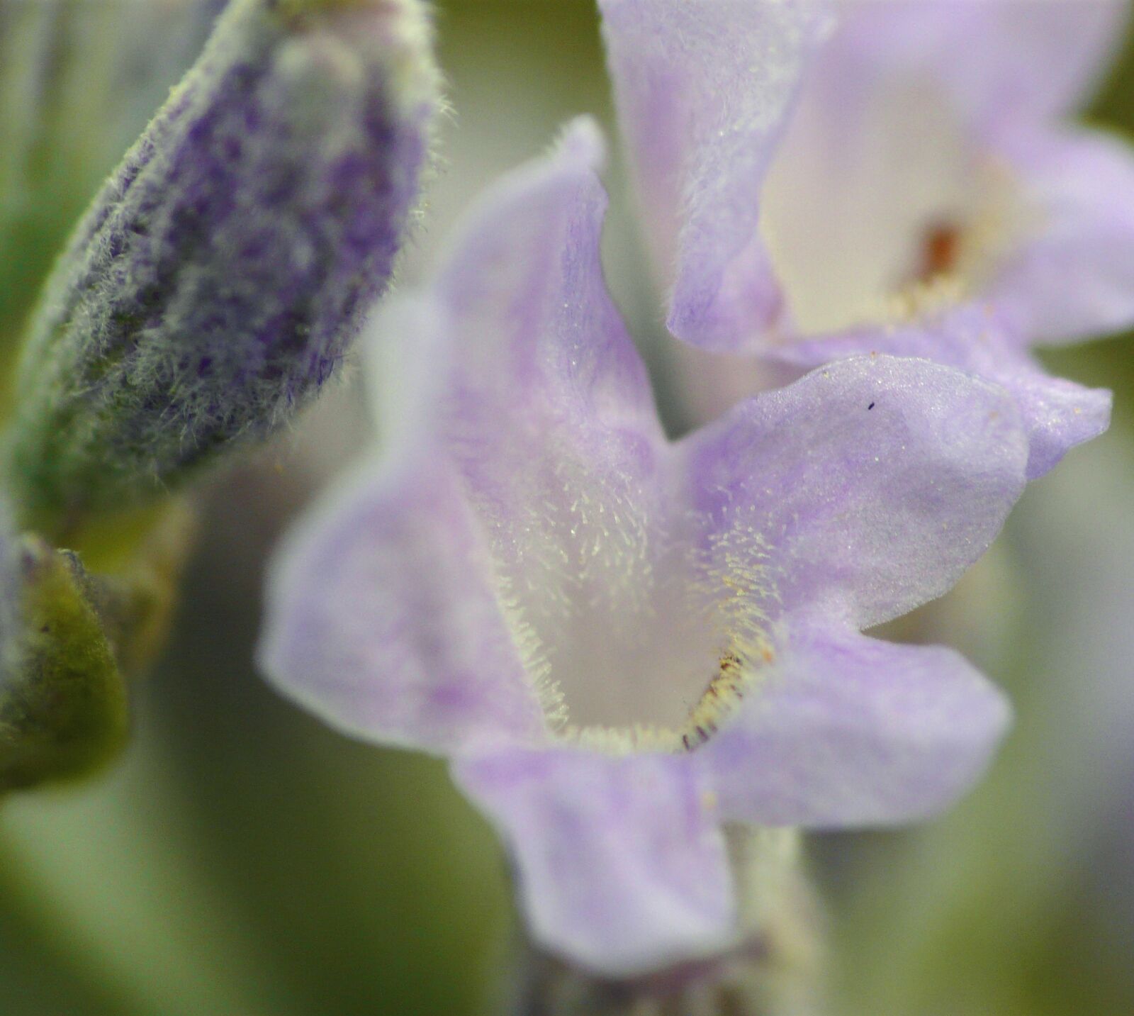 Panasonic DMC-FZ18 sample photo. Macro, flower, close up photography