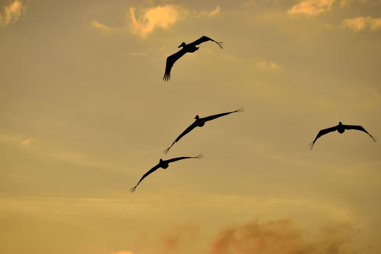 Nikon D3300 sample photo. Sunset, florida, birds photography
