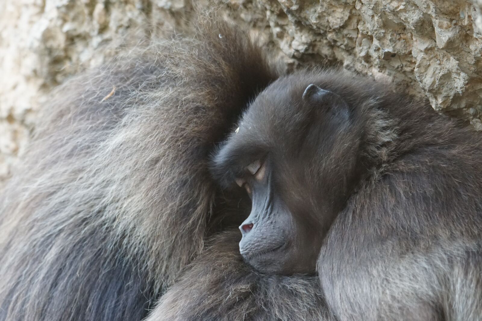 Sony ILCA-77M2 + Sony 70-400mm F4-5.6 G SSM sample photo. Dschelada, ape, primates photography