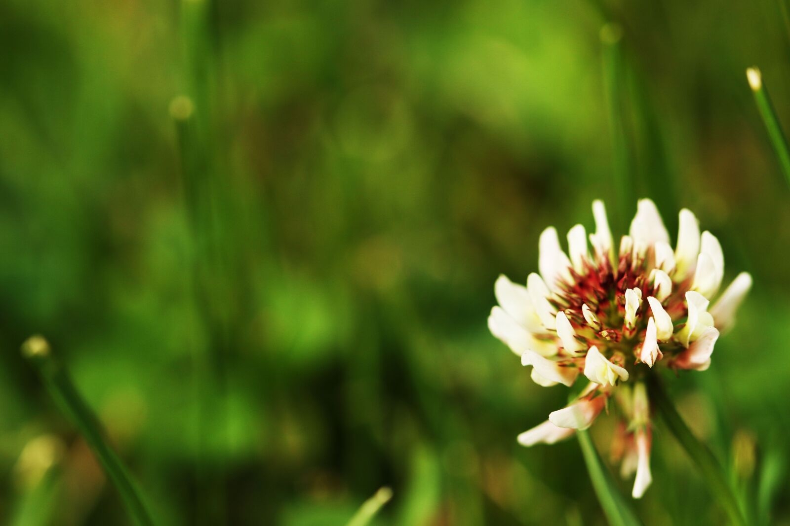 Canon EOS 7D Mark II sample photo. Clover flower, nature, grass photography