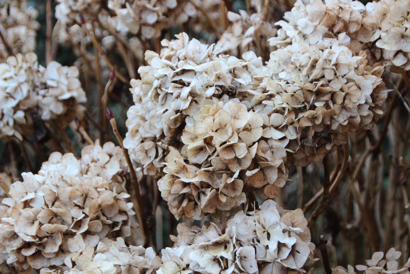 Canon EOS 600D (Rebel EOS T3i / EOS Kiss X5) sample photo. Hydrangea, faded, plant photography