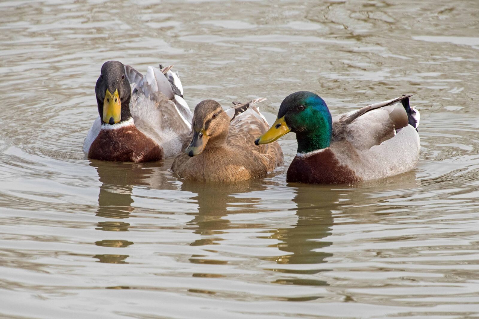 Nikon D500 sample photo. Waterfowl, water, bird, poultry photography