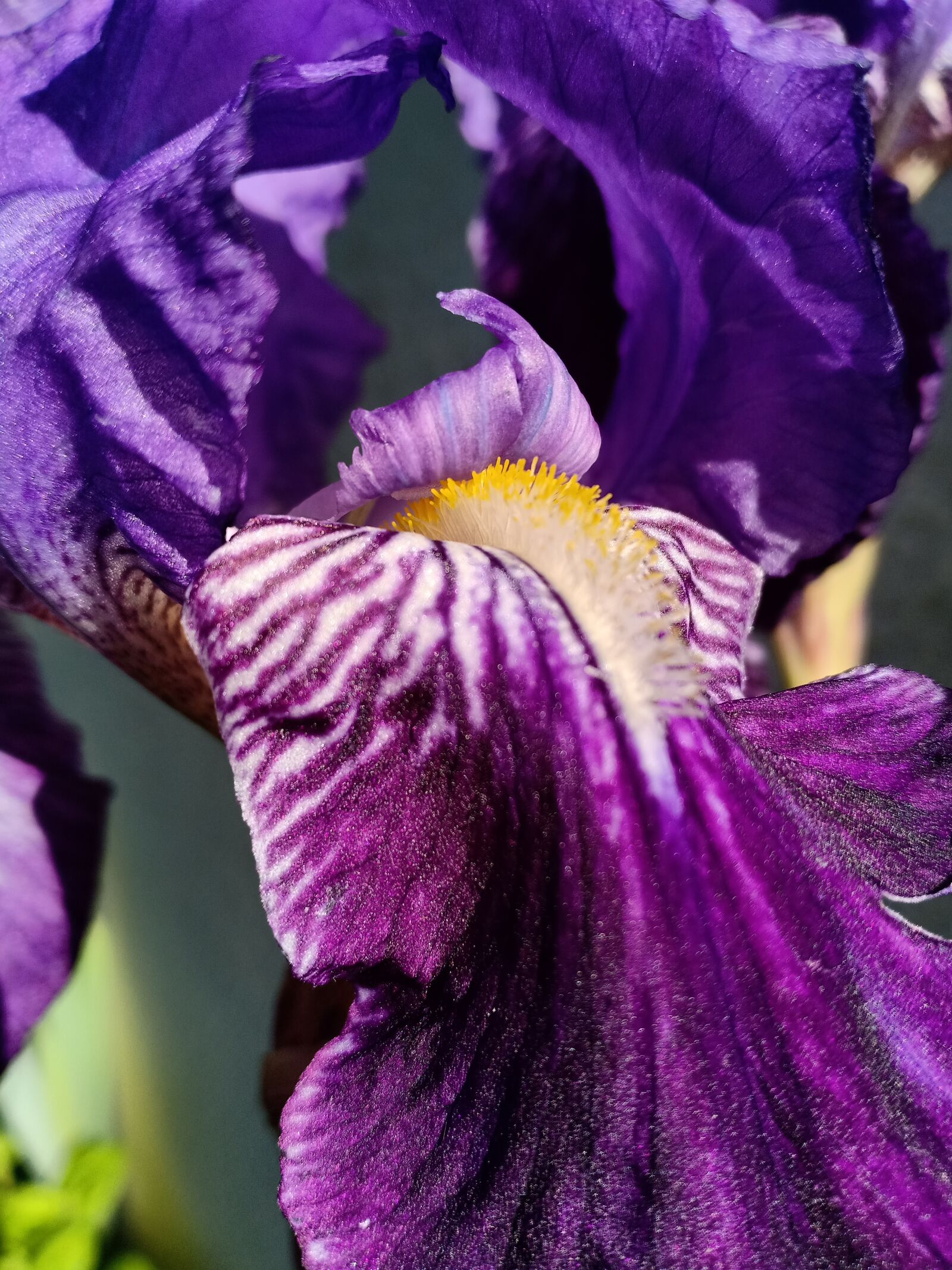 OPPO F7 sample photo. Baardiris, iris, flower photography
