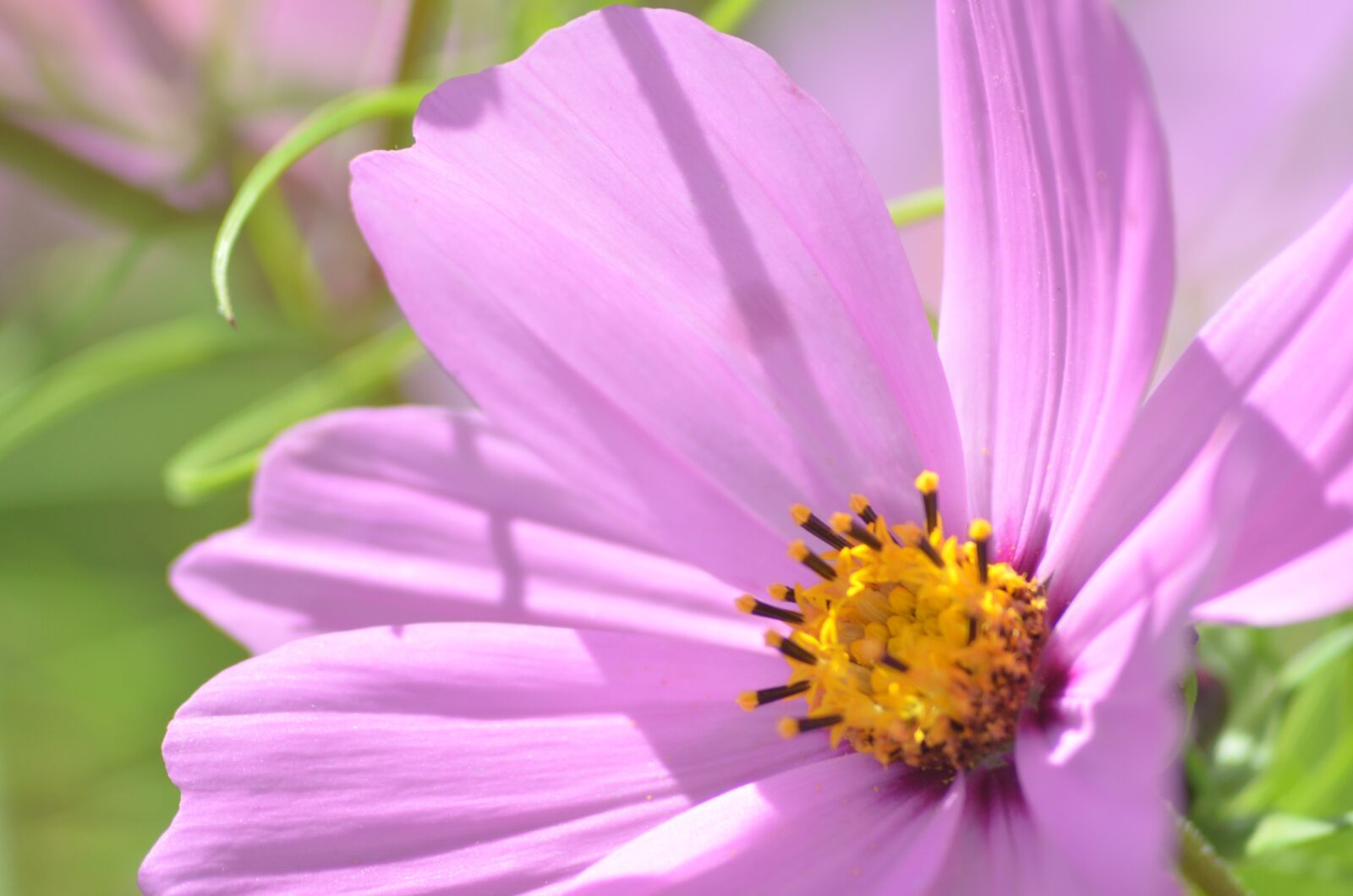 Nikon D5100 sample photo. Cosmos, flower, nature photography