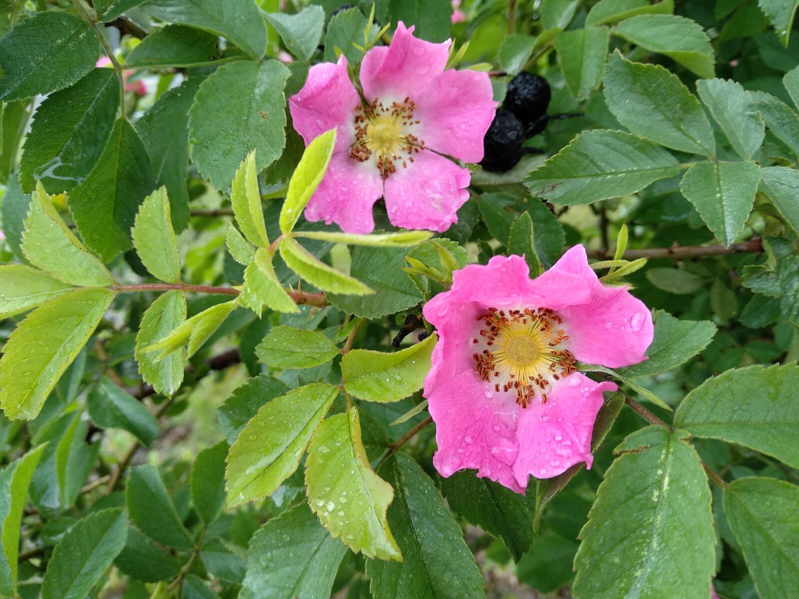 Xiaomi Mi A1 sample photo. Rose hip, flowers, pink photography