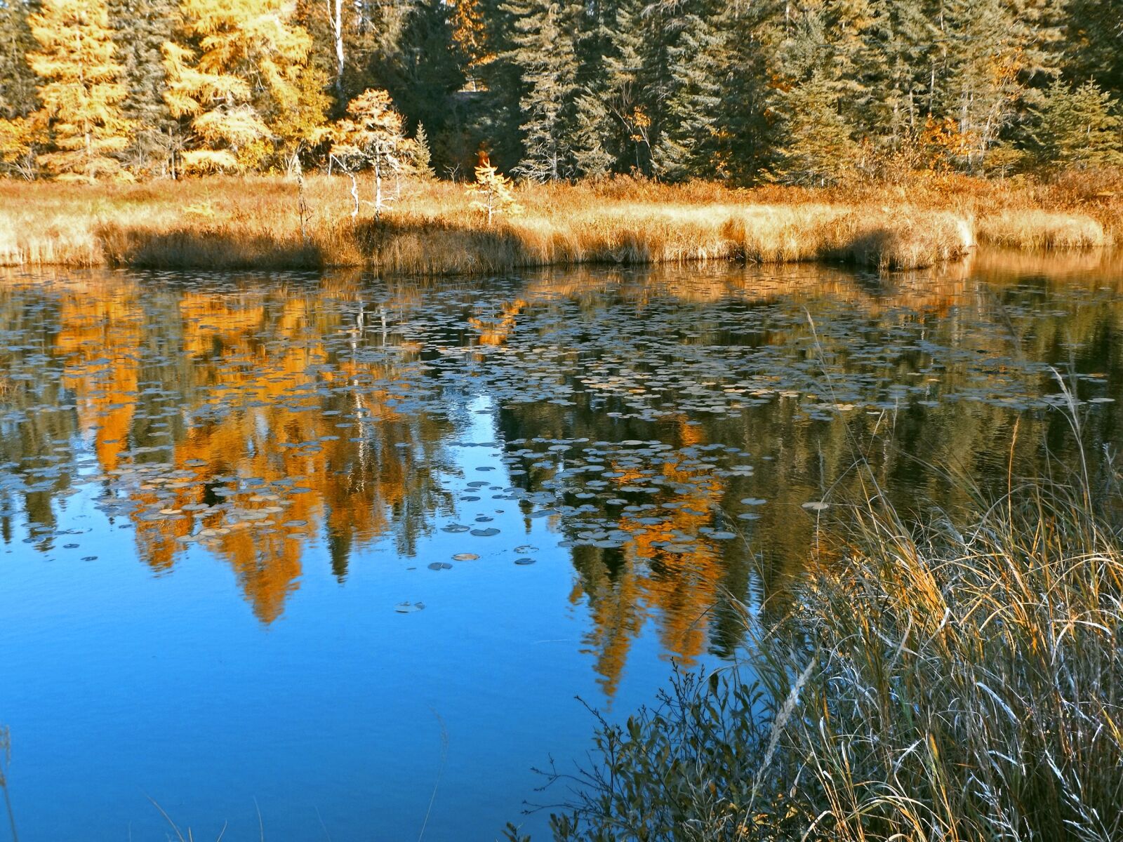 Fujifilm FinePix S8600 sample photo. Pond, reflections, autumn photography